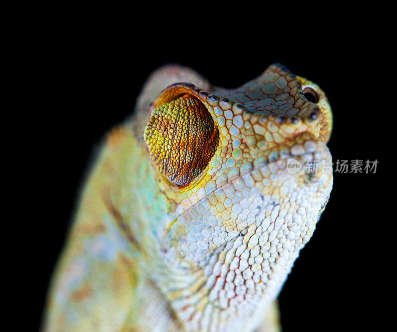 变色龙肖像-黑豹变色龙(Furcifer pardalis)